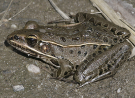 Southern Leopard Frog